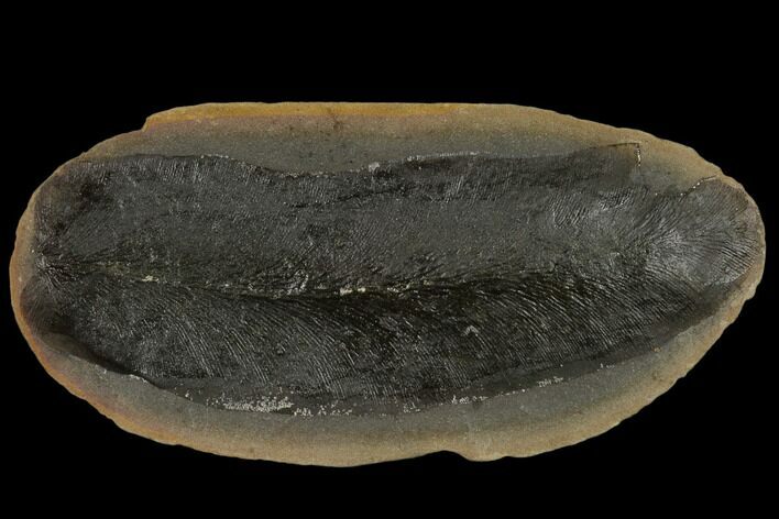Fossil Fern (Macroneuropteris) - Illinois #114125